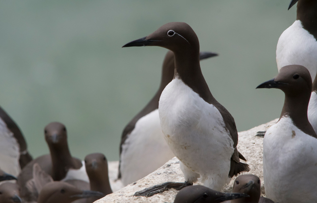 Arao común (Uria aalge)<br />
Javier Valls<br />
Saltee Island, Irlanda<br />
mayo 2023