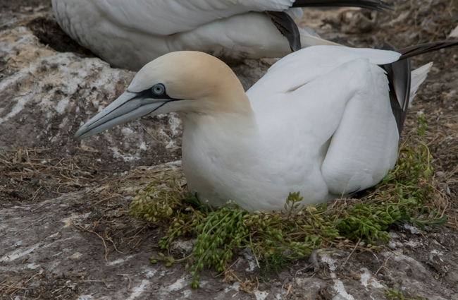 Alcatraz atlántico (Morus bassanus)<br />
Javier Valls<br />
Saltee Island, Irlanda<br />
mayo 2923