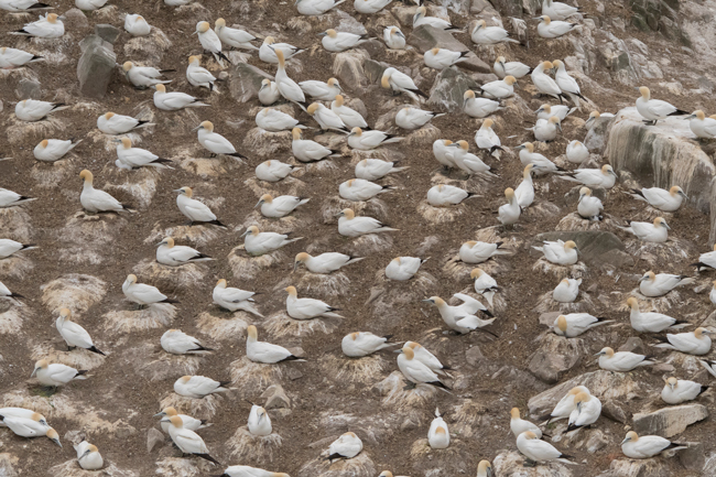 Alcatraz atlántico (Morus bassanus)<br />
Javier Valls<br />
Saltee Island, Irlanda<br />
mayo 2923