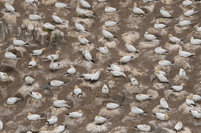 Alcatraz atlántico (Morus bassanus)<br />
Javier Valls<br />
Saltee Island, Irlanda<br />
mayo 2923
