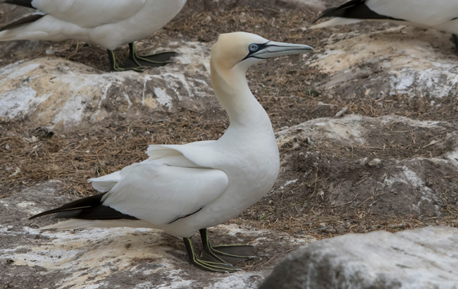 Alcatraz atlántico (Morus bassanus)<br />
Javier Valls<br />
Saltee Island, Irlanda<br />
mayo 2923