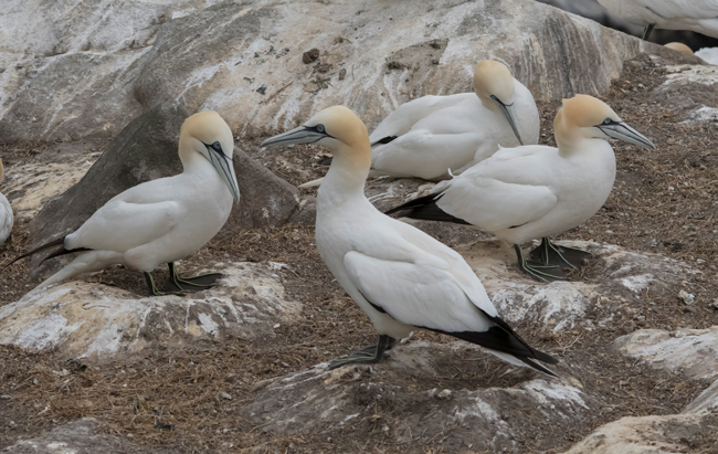 Alcatraz atlántico (Morus bassanus)<br />
Javier Valls<br />
Saltee Island, Irlanda<br />
mayo 2923
