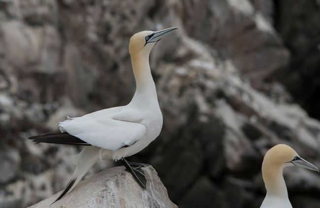 Alcatraz atlántico (Morus bassanus)<br />
Javier Valls<br />
Saltee Island, Irlanda<br />
mayo 2923