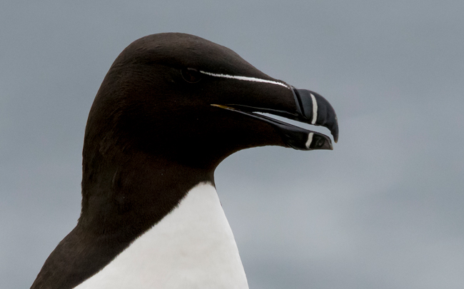 Alca común (Alca torda)<br />
Javier Valls<br />
Saltee Island, Irlanda<br />
mayo 2023