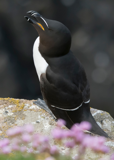 Alca común (Alca torda)<br />
Javier Valls<br />
Saltee Island, Irlanda<br />
mayo 2023
