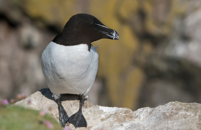 Alca común (Alca torda)<br />
Javier Valls<br />
Saltee Island, Irlanda<br />
mayo 2023