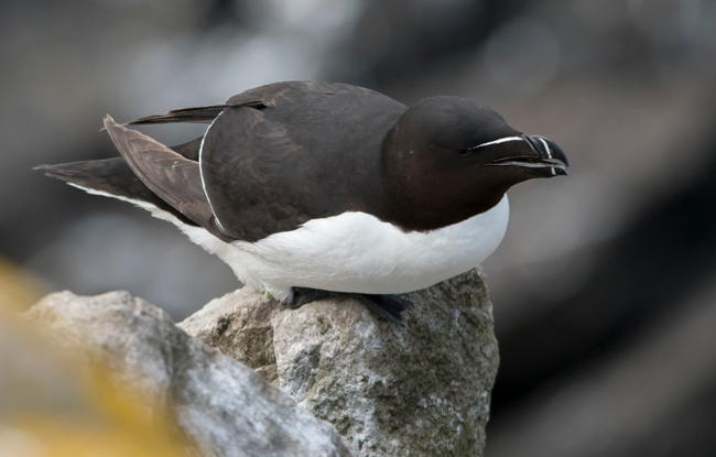 Alca común (Alca torda)<br />
Javier Valls<br />
Saltee Island, Irlanda<br />
mayo 2023