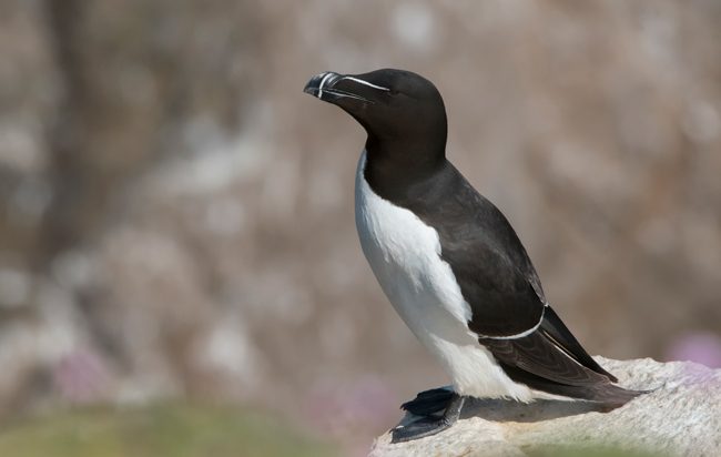 Alca común (Alca torda)<br />
Javier Valls<br />
Saltee Island, Irlanda<br />
mayo 2023