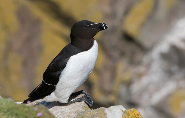 Alca común (Alca torda)<br />
Javier Valls<br />
Saltee Island, Irlanda<br />
mayo 2023