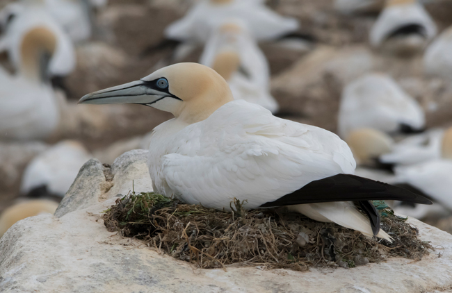 Alcatraz atlántico (Morus bassanus)<br />
Javier Valls<br />
Saltee Island, Irlanda<br />
mayo 2023