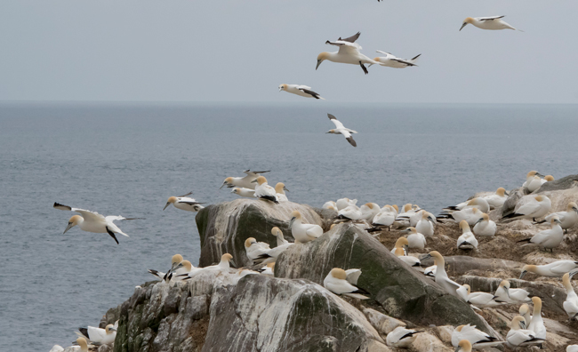 Alcatraz atlántico (Morus bassanus)<br />
Javier Valls<br />
Saltee Island, Irlanda<br />
mayo 2023
