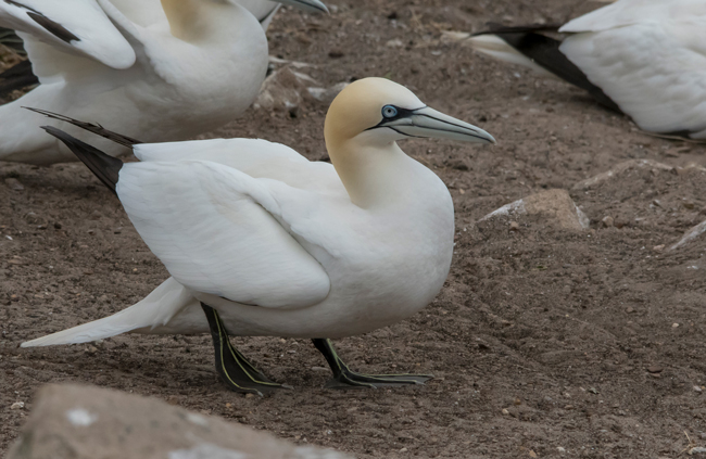 Alcatraz atlántico (Morus bassanus)<br />
Javier Valls<br />
Saltee Island, Irlanda<br />
mayo 2023