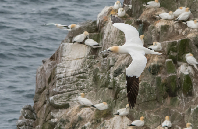 Alcatraz atlántico (Morus bassanus)<br />
Javier Valls<br />
Saltee Island, Irlanda<br />
mayo 2023