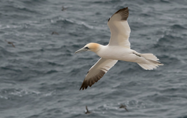 Alcatraz atlántico (Morus bassanus)<br />
Javier Valls<br />
Saltee Island, Irlanda<br />
mayo 2023