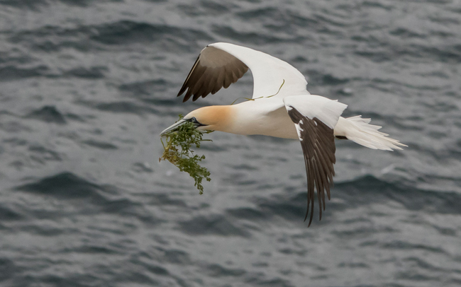 Alcatraz atlántico (Morus bassanus)<br />
Javier Valls<br />
Saltee Island, Irlanda<br />
mayo 2023