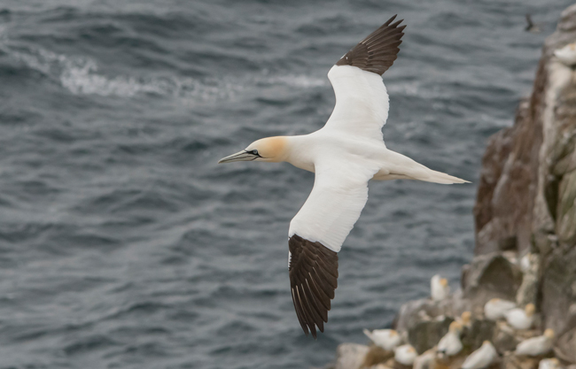 Alcatraz atlántico (Morus bassanus)<br />
Javier Valls<br />
Saltee Island, Irlanda<br />
mayo 2023