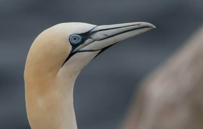 Alcatraz atlántico (Morus bassanus)<br />
Javier Valls<br />
Saltee Island, Irlanda<br />
mayo 2023
