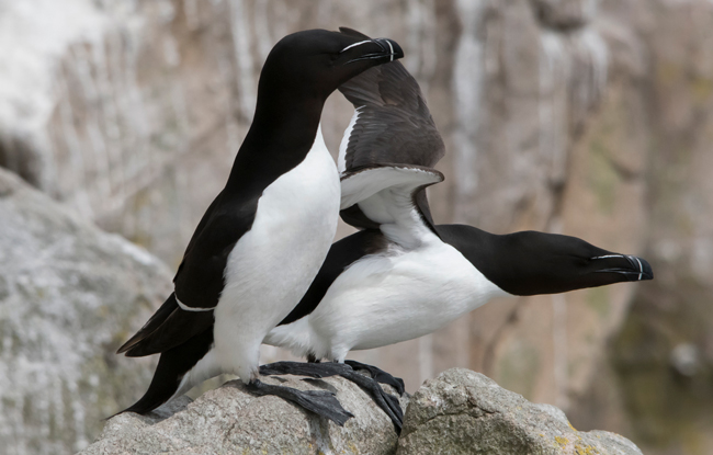 Alca común (Alca torda)<br />
Javier Valls<br />
Saltee Island, Irlanda<br />
mayo 2023