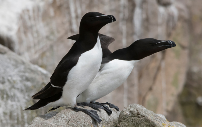 Alca común (Alca torda)<br />
Javier Valls<br />
Saltee Island, Irlanda<br />
mayo 2023