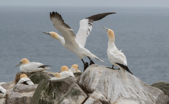 Alcatraz atlántico (Morus bassanus)<br />
Javier Valls<br />
Saltee Island, Irlanda<br />
mayo 2023
