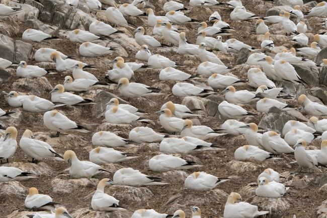 Alcatraz atlántico (Morus bassanus)<br />
Javier Valls<br />
Saltee Island, Irlanda<br />
mayo 2023