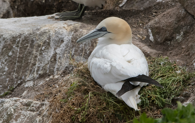 Alcatraz atlántico (Morus bassanus)<br />
Javier Valls<br />
Saltee Island, Irlanda<br />
mayo 2023