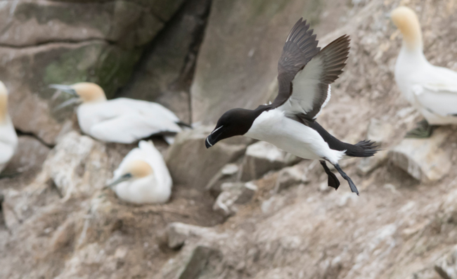 Alca común (Alca torda)<br />
Javier Valls<br />
Saltee Island, Irlanda<br />
mayo 2023