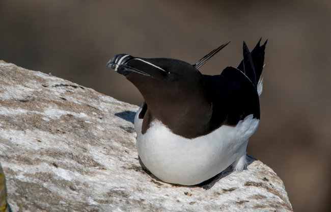 Alca común (Alca torda)<br />
Javier Valls<br />
Saltee Island, Irlanda<br />
mayo 2023