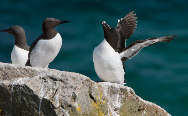 Alca común (Alca torda)<br />
Javier Valls<br />
Saltee Island, Irlanda<br />
mayo 2023