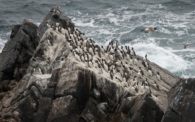 Arao común (Uria aalge)<br />
Javier Valls<br />
Saltee Island, Irlanda<br />
mayo 2023