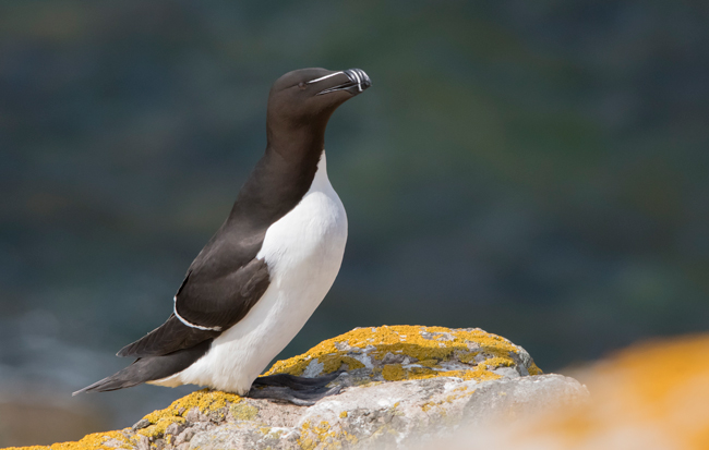 Alca común (Alca torda)<br />
Javier Valls<br />
Saltee Island, Irlanda<br />
mayo 2023