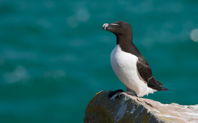Alca común (Alca torda)<br />
Javier Valls<br />
Saltee Island, Irlanda<br />
mayo 2023