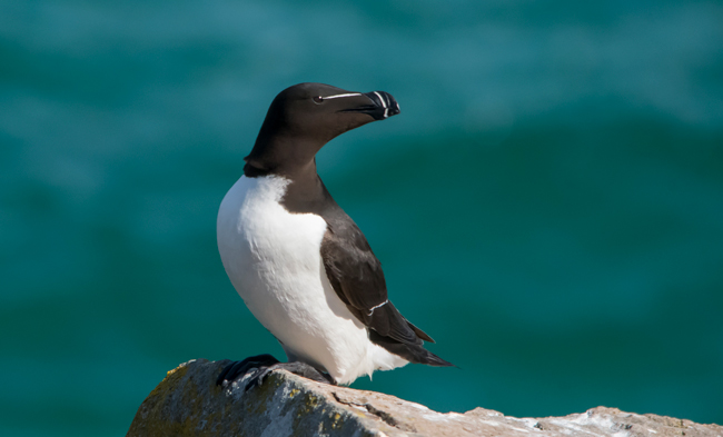 Alca común (Alca torda)<br />
Javier Valls<br />
Saltee Island, Irlanda<br />
mayo 2023