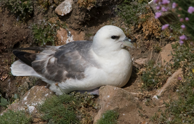 Fulmar boreal (Fulmarus glacialis)<br />
Javier Valls<br />
Saltee Island, Irlanda<br />
mayo 2023