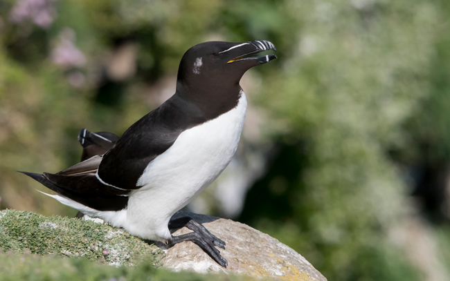 Alca común (Alca torda)<br />
Javier Valls<br />
Saltee Island, Irlanda<br />
Mayo 2023