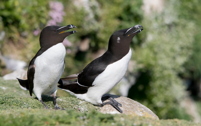 Alca común (Alca torda)<br />
Javier Valls<br />
Saltee Island, Irlanda<br />
Mayo 2023