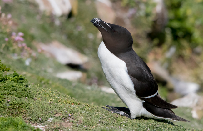Alca común (Alca torda)<br />
Javier Valls<br />
Saltee Island, Irlanda<br />
Mayo 2023
