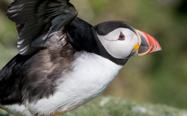 Frailecillo atlántico (Fratercula arctica)<br />
Javier Valls<br />
Saltee Island, Irlanda<br />
Mayo 2023