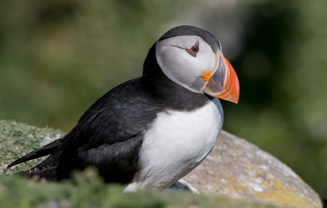 Frailecillo atlántico (Fratercula arctica)<br />
Javier Valls<br />
Saltee Island, Irlanda<br />
Mayo 2023