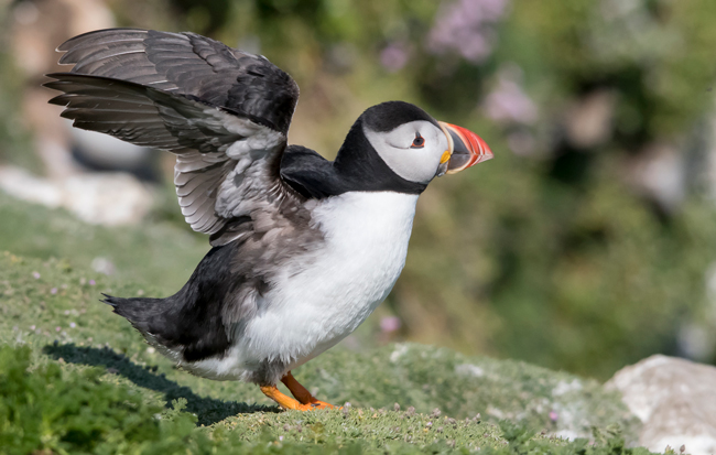 Frailecillo atlántico (Fratercula arctica)<br />
Javier Valls<br />
Saltee Island, Irlanda<br />
Mayo 2023