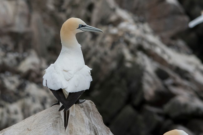 Alcatraz atlántico (Morus bassanus)<br />
Javier Valls<br />
Saltee Island, Irlanda<br />
mayo 2023