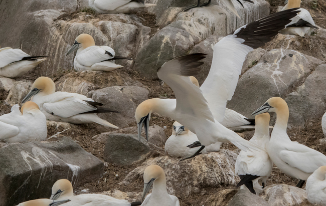 Alcatraz atlántico (Morus bassanus)<br />
Javier Valls<br />
Saltee Island, Irlanda<br />
mayo 2023