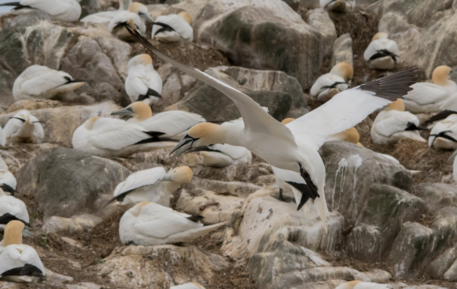 Alcatraz atlántico (Morus bassanus)<br />
Javier Valls<br />
Saltee Island, Irlanda<br />
mayo 2023