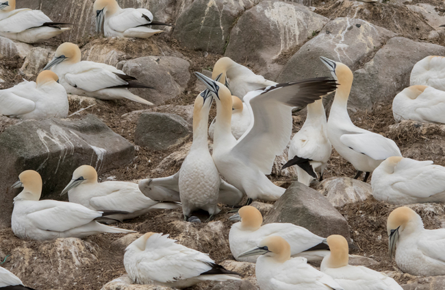 Alcatraz atlántico (Morus bassanus)<br />
Javier Valls<br />
Saltee Island, Irlanda<br />
mayo 2023