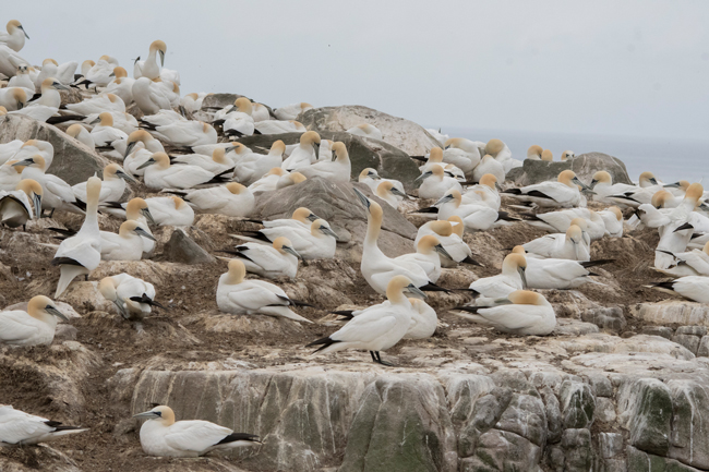 Alcatraz atlántico (Morus bassanus)<br />
Javier Valls<br />
Saltee Island, Irlanda<br />
mayo 2023