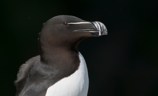 Alca común (Alca torda)<br />
Javier Valls<br />
Saltee Island, Irlanda<br />
mayo 2023