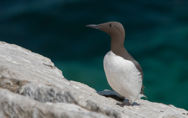 Arao común (Uria aalge)<br />
Javier Valls<br />
Saltee Island, Irlanda<br />
mayo 2023