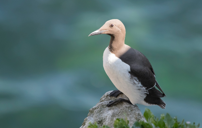 Arao común (Uria aalge)<br />
Javier Valls<br />
Saltee Island, Irlanda<br />
mayo 2023