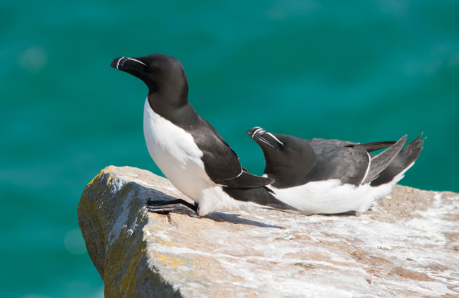 Alca común (Alca torda)<br />
Javier Valls<br />
Saltee Island, Irlanda<br />
mayo 2023