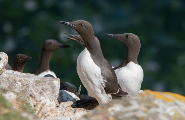 Arao común (Uria aalge)<br />
Javier Valls<br />
Saltee Island, Irlanda<br />
mayo 2023